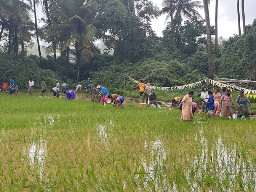 Paddy transplantation